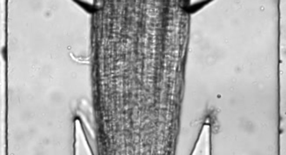 An Arabidopsis root growing in the dual-flow-RootChip